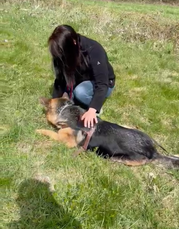 Juma von der Dunieschenke im Aufbau.Hier Gegenstand anzeigen, in dem der Hund sich ins "Platz" legt.